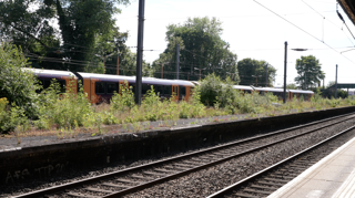 The overgrown island platform at King's Norton station. PETER PLISNER.