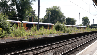 The overgrown island platform at King's Norton station. PETER PLISNER.